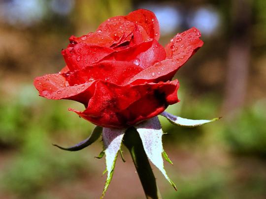 wallpapers: Rose Desktop Wallpapers and Backgrounds