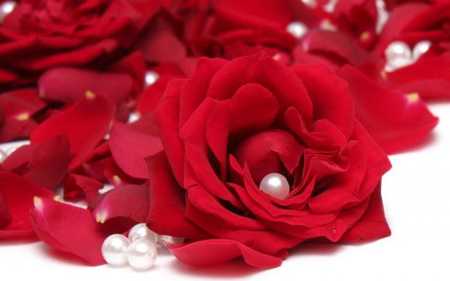 Rose Flower Wallpapers for Desktop (48+ images)