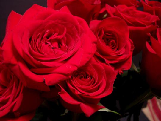 Roses Wallpaper for Desktop (46+ images)