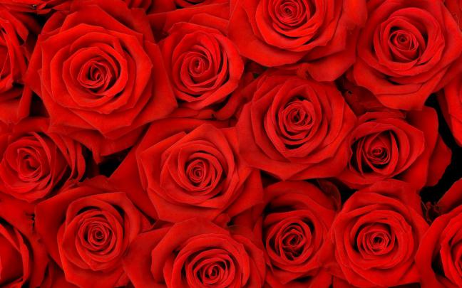Roses Hd Wallpapers ~ Top Best HD Wallpapers for Desktop