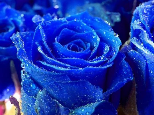 wallpapers: Rose Desktop Wallpapers and Backgrounds