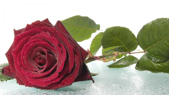 Roses Wallpaper for Desktop \u00b7\u2460 