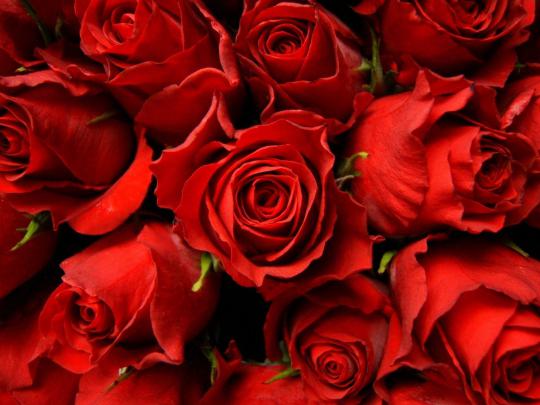 Roses Wallpaper for Desktop (46+ images)