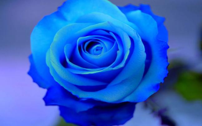 blue rose wallpaper background - HD Desktop Wallpapers