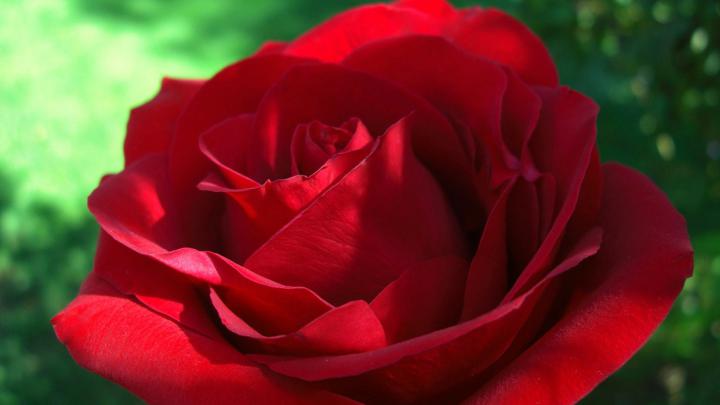 Red Roses Wallpapers for Desktop \u00b7\u2460 