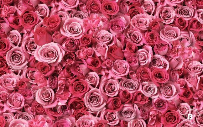 HD Flower Wallpapers For Pc | hd wallpapers of nature