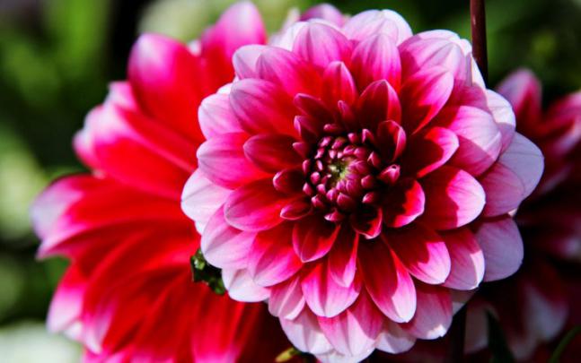 roses, Flowers, Gardens, Spring, Nature, Beauty, Love, Romance 