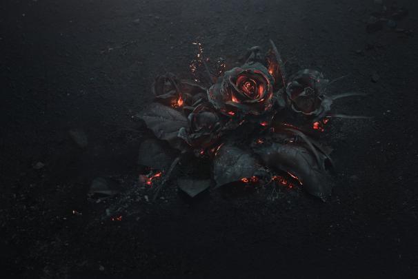 rose, Ash, Burning, Black Wallpapers HD \/ Desktop and Mobile Backgrounds