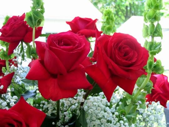 Download Roses Desktop Wallpapers Gallery