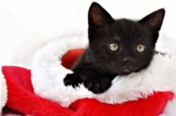 Christmas Kitten In Santa Cap - Desktop Nexus Wallpapers 570