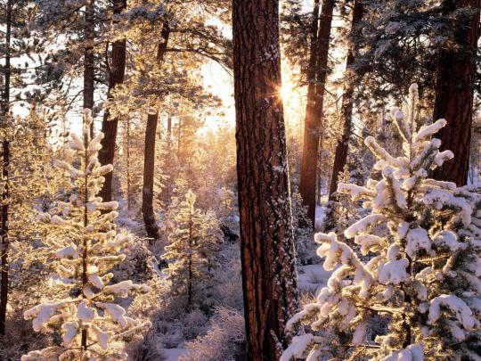 Gallery Mangklex: Winter Desktop Wallpapers and Backgrounds