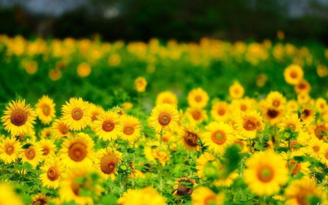 Summer Nature Wallpapers