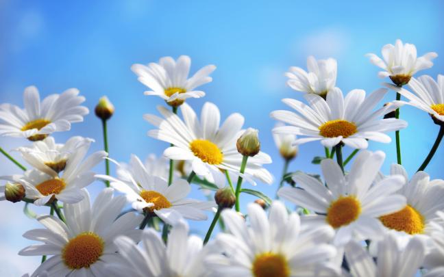 summer wallpaper daisies - HD Desktop Wallpapers