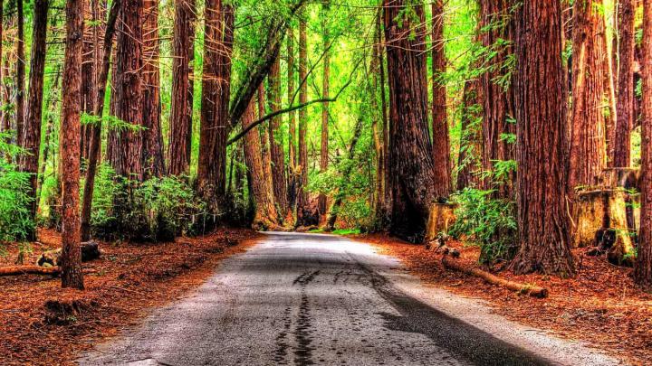 Summer Nature Wallpaper (70+ pictures)