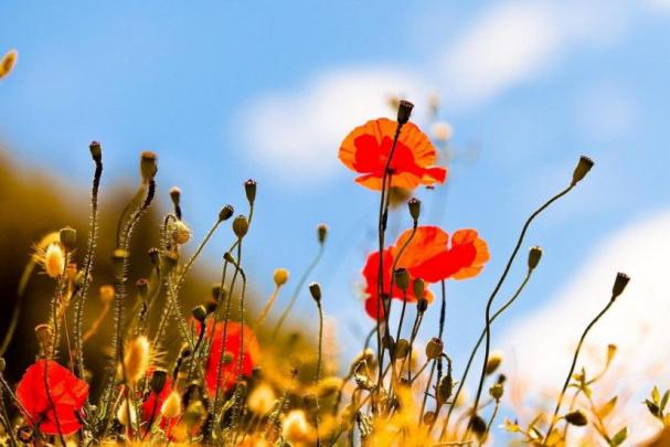 Summer Nature Wallpaper \u00b7\u2460 