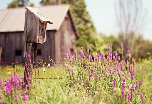 birdhouse, House, Cabin, Trees, Grass, Flowers, Field, Summer, Nature 