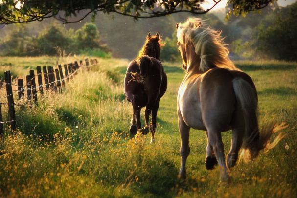 Freedom summer horse nature - Phone wallpapers