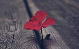 Red Flower Desktop Wallpaper