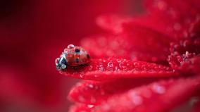 Red Flower Desktop Wallpaper