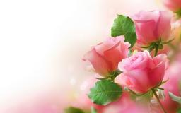 Rose Wallpaper For Computer Desktop