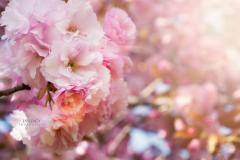 Shabby Chic Desktop Wallpaper