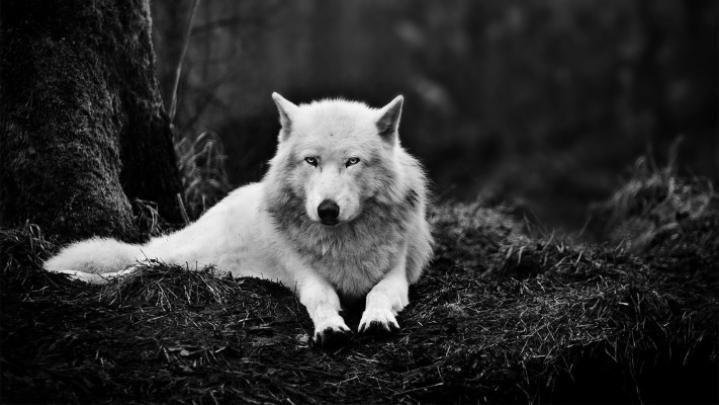 1920x1080, Minimalist Wolf Wallpaper By Eliassandevian - Wolf 