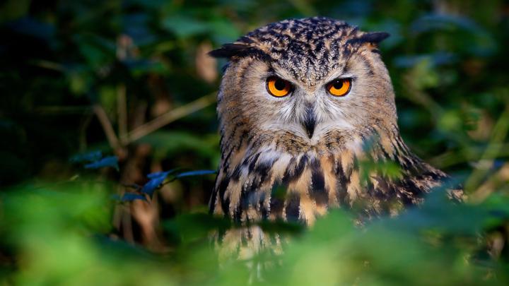 Owl Wallpaper for Desktop 1920x1080 Full HD