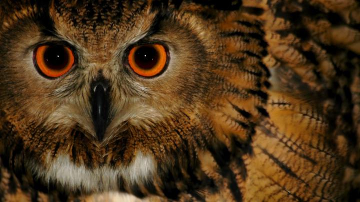 Autumn Owl Desktop Wallpapers - Top Free Autumn Owl Desktop Backgrounds 