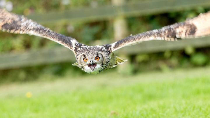 Owl Flying Wallpaper (66+ images)