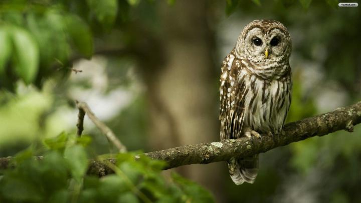 Owl wallpaper | 1920x1080 | #58866