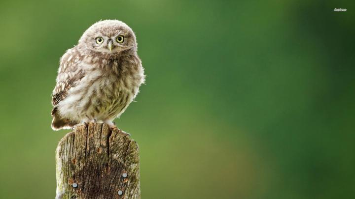Owl Wallpapers (77+ background pictures)