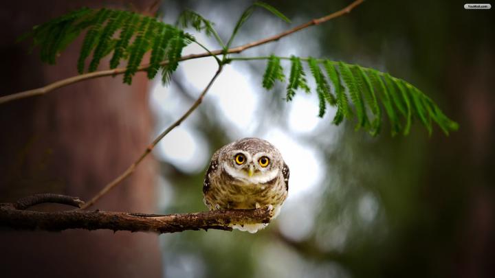 Owl Wallpaper Pictures (72+ images)
