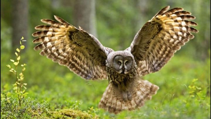 Owl wallpaper | 1920x1080 | #40761