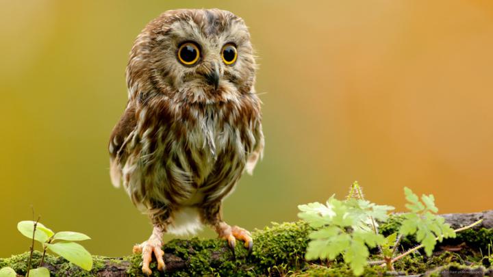 Little Owl wallpaper | 1920x1080 | #13676