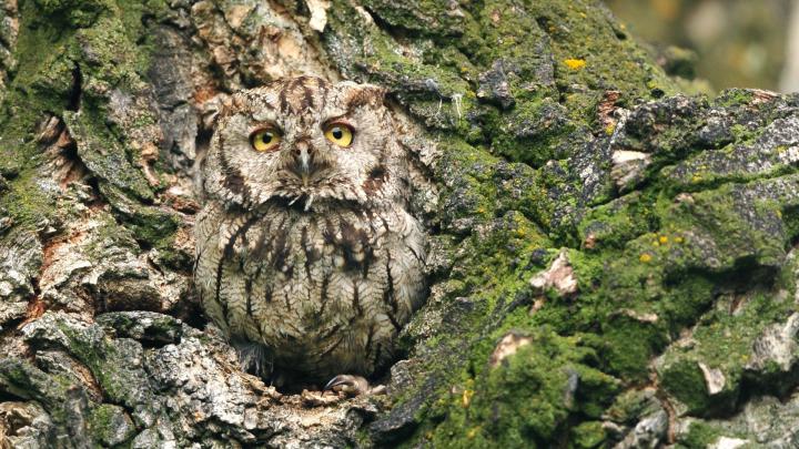 [47+] Owl Wallpaper for Walls 