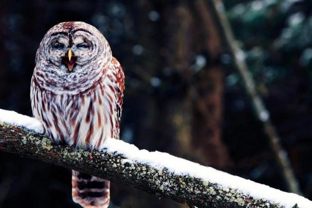 Owl wallpaper \u00b7\u2460 Download free cool High Resolution backgrounds for 