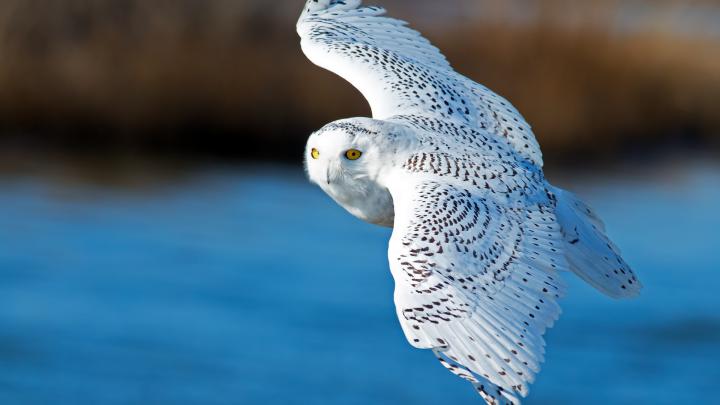 Snowy Owl Wallpaper (73+ images)