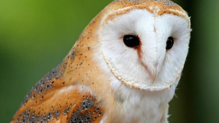 Barn Owl Wallpaper -
