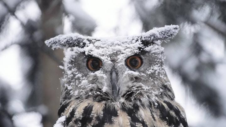 Snowy Owl wallpaper | 1920x1080 | #59096