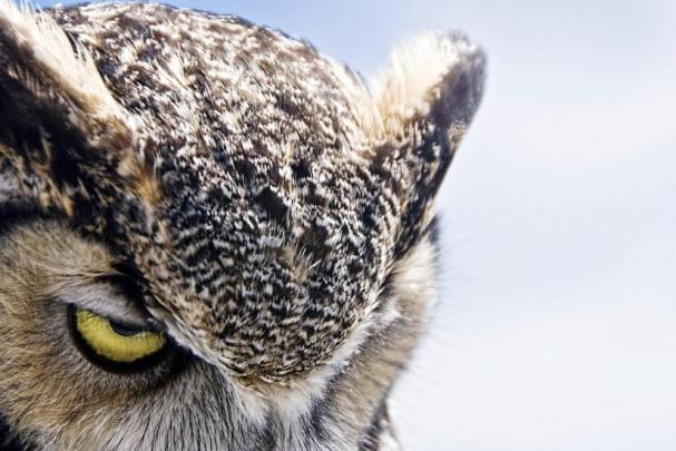 Owl wallpaper \u00b7\u2460 Download free cool High Resolution backgrounds for 