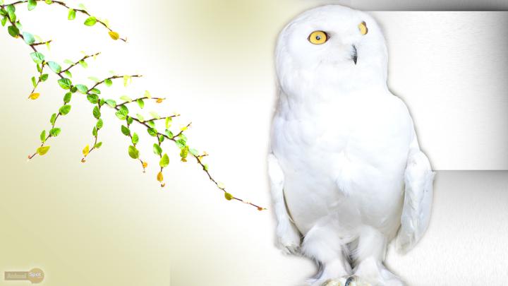White Owl Wallpaper (65+ images)