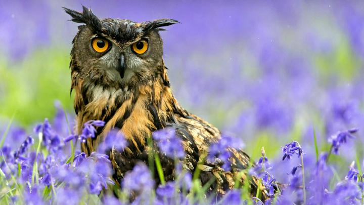 Owl Wallpaper (77+ pictures)