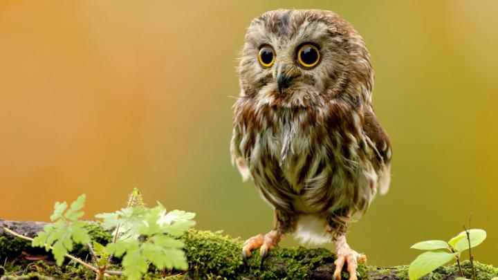 Baby Owl wallpaper | 1920x1080 | #11527