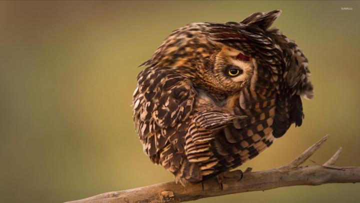 Owl [12] wallpaper - Animal wallpapers - #34460