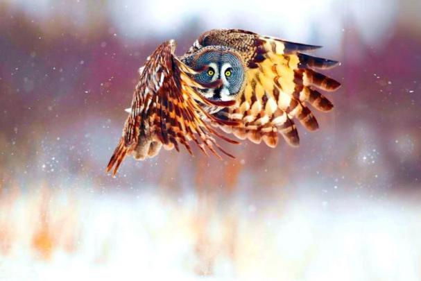 Owl wallpaper \u00b7\u2460 Download free cool High Resolution backgrounds for 