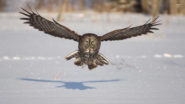 Owl [5] wallpaper - Animal wallpapers - #9063