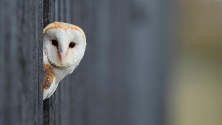 Owl Wallpaper High Quality : Animal Wallpaper Tagzeo Owl Background 