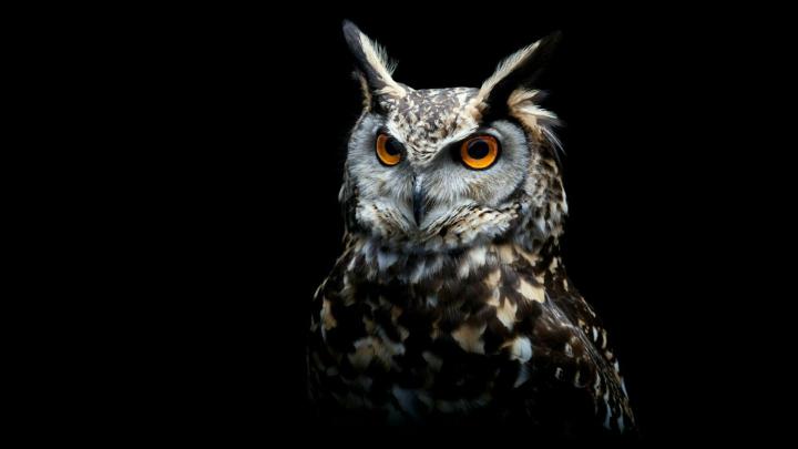 Minimalist Owl Wallpapers - Top Free Minimalist Owl Backgrounds 