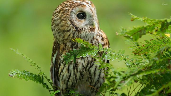 Barred Owl [3] wallpaper - Animal wallpapers - #32652