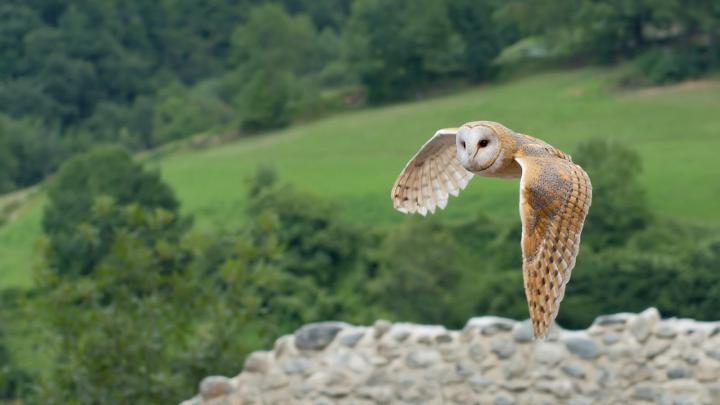 mashababko: Wallpaper Owl Hd